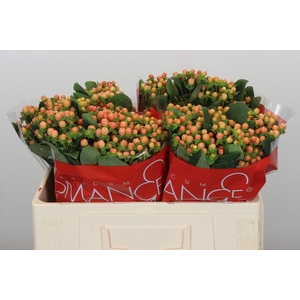 Hypericum Mellow Romance