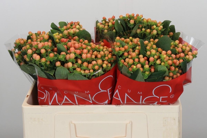 Hypericum Mellow Romance