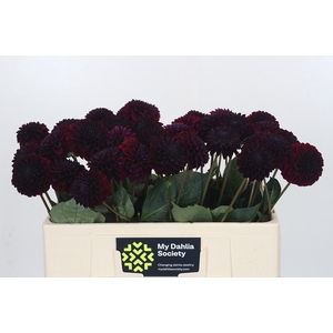 Dahlia Black Lars