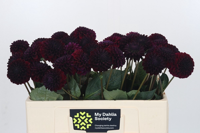 Dahlia Black Lars