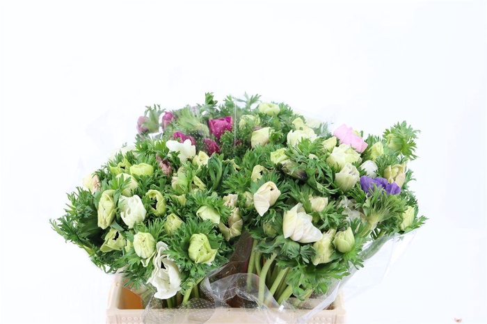 <h4>Anem Marianne Panda White</h4>