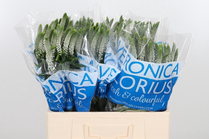 <h4>Veron Smart Luna Wit</h4>