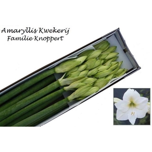 HIPP GA MONT BLANC x 12