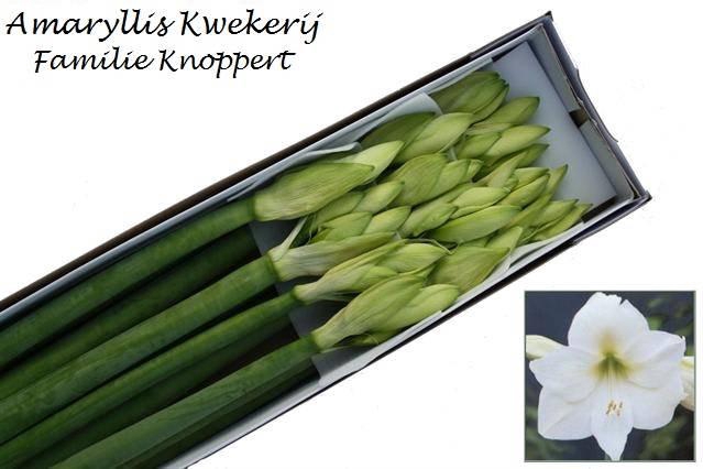 <h4>HIPP GA MONT BLANC x 12</h4>