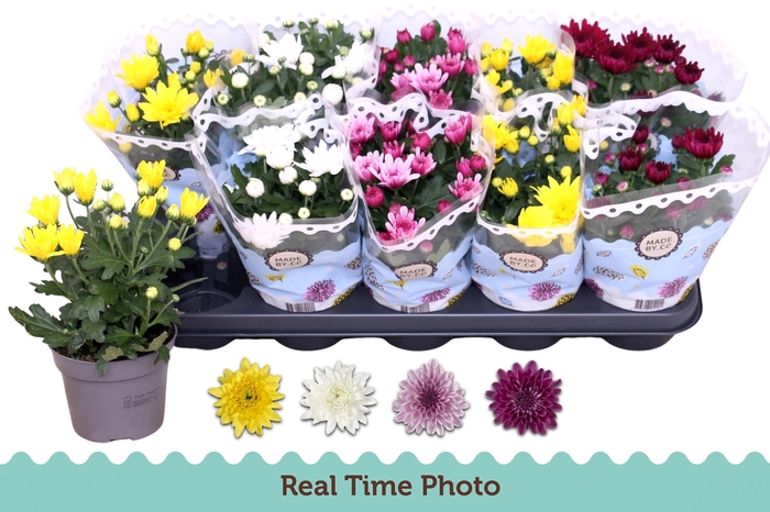 <h4>CHRYS GEVULDBL GEM</h4>