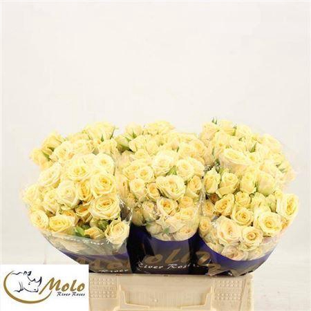 <h4>R Tr Salinero</h4>