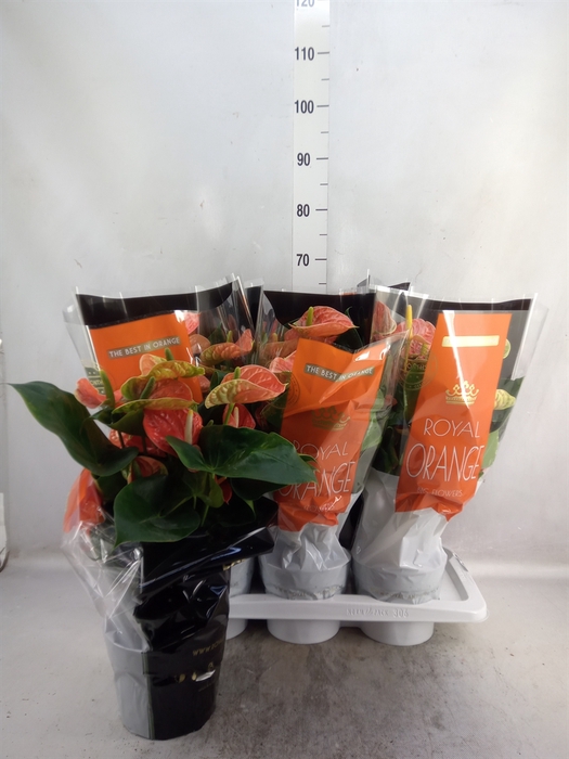 <h4>Anthurium andr. 'Madural Orange'</h4>