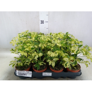 Schefflera arbor. 'Janine'