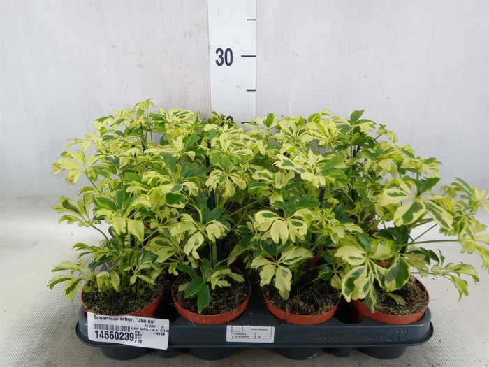 <h4>Schefflera arbor. 'Janine'</h4>