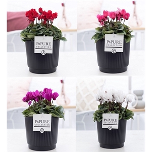 Cyclamen SS Picasso Mix in Liv Ceramics. PC