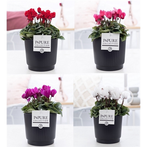 <h4>Cyclamen SS Picasso Mix in Liv Ceramics. PC</h4>
