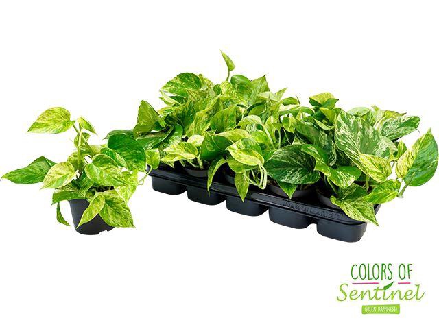 <h4>Epipremnum pinn. 'Marble Queen'</h4>