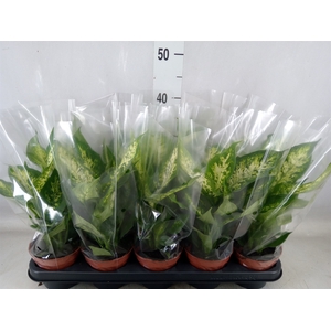 Dieffenbachia  'Compacta'