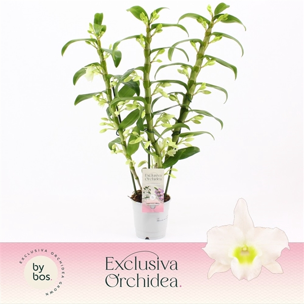 <h4>Dendrobium Nobilé, Apollon 3-spike 'Exclusiva Orchidea'</h4>