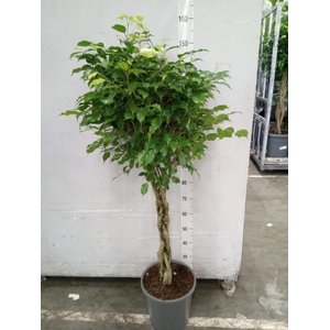Ficus benghalensis 'Audrey'