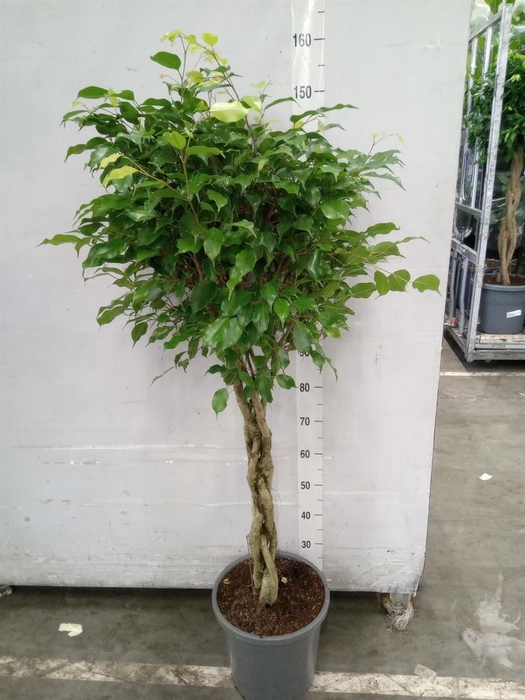 <h4>Ficus benghalensis 'Audrey'</h4>