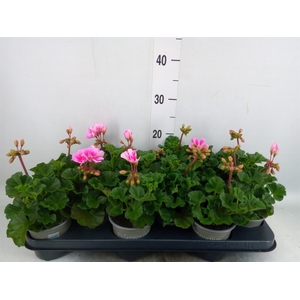 Pelargonium zona. 'ToscaSil Raiko'