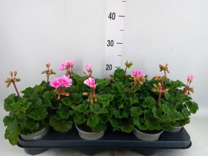 <h4>Pelargonium zona. 'ToscaSil Raiko'</h4>