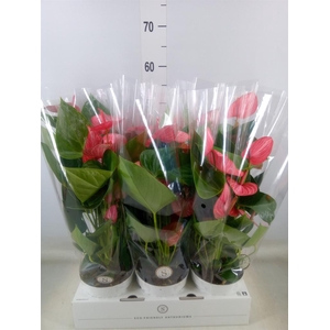 Anthurium andr. 'Livium Ruby'