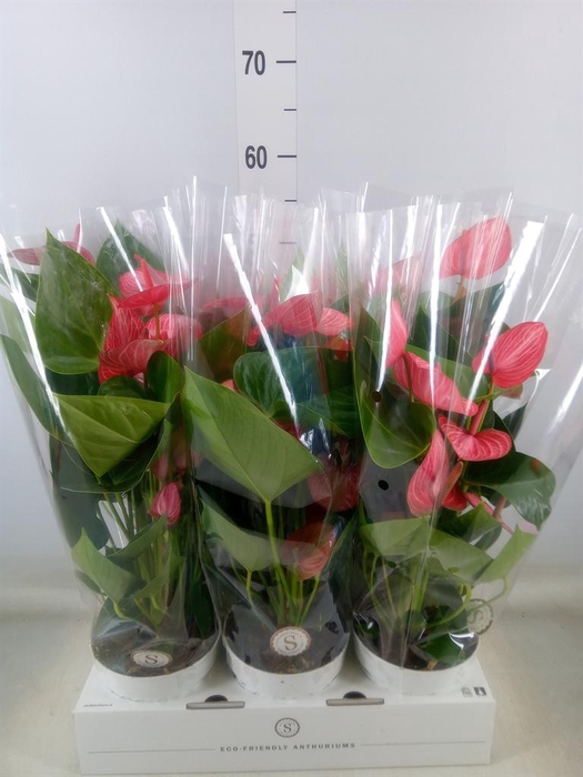 <h4>Anthurium andr. 'Livium Ruby'</h4>