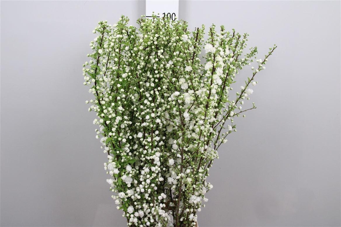 <h4>Prunus Gland Wit St</h4>