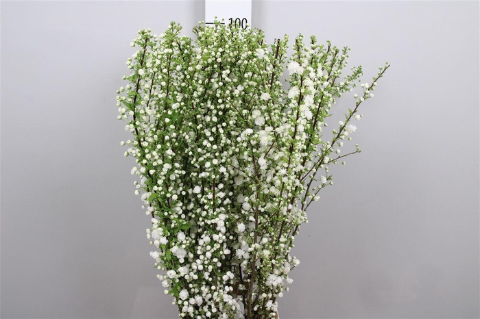 <h4>Prunus Gland Wit St</h4>