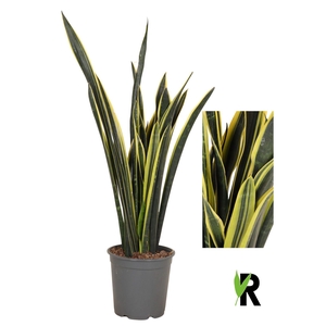 Sansevieria   ...