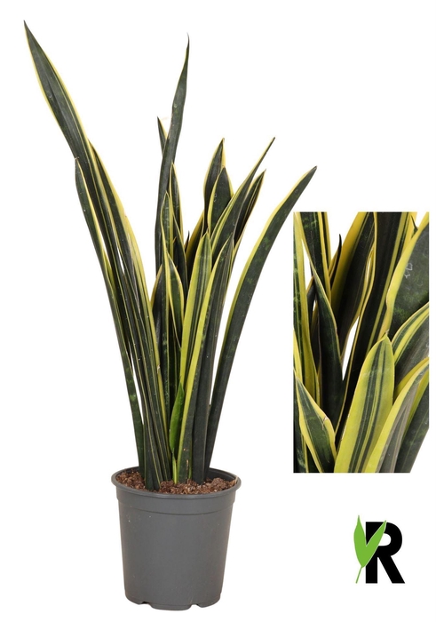 <h4>Sansevieria   ...</h4>