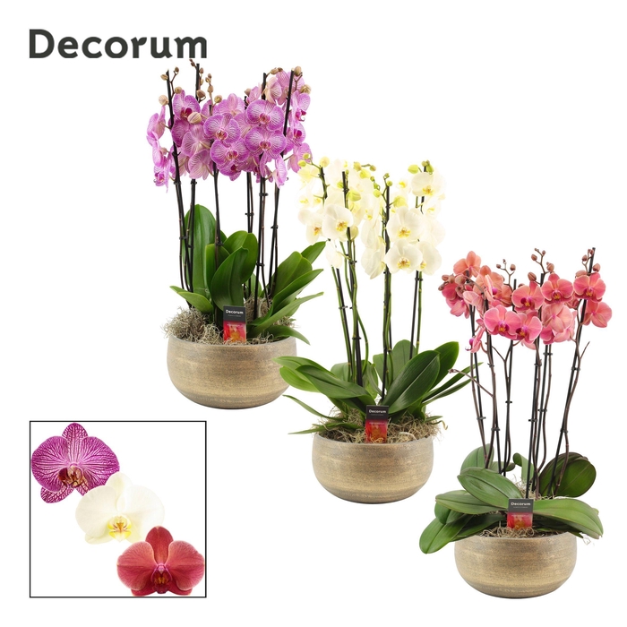 <h4>Mila 6 tak symphony mix (Deco-collection)</h4>