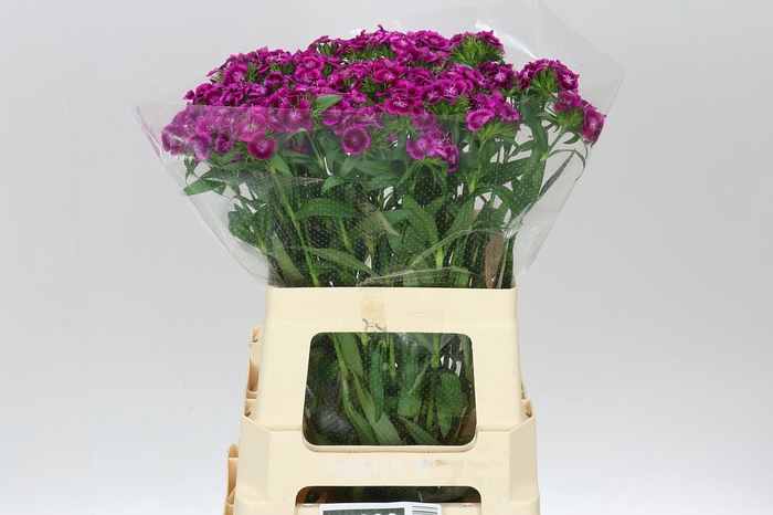 <h4>Di Barb Sweet Will Magenta Bicolor</h4>