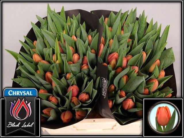 <h4>TU EN TIME OUT</h4>