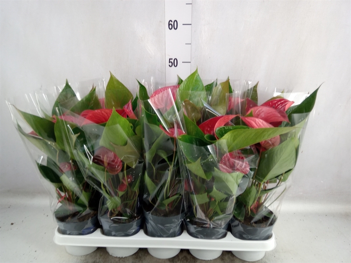 <h4>Anthurium andr. 'Picanta Red'</h4>