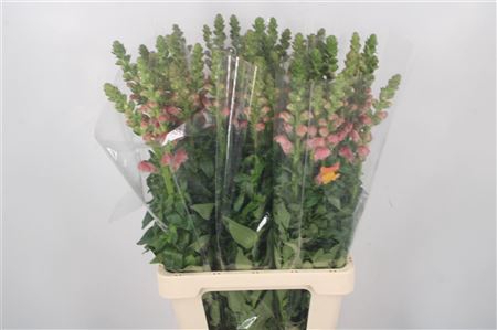 <h4>Antirrhinum It. Orange</h4>