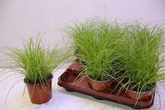 <h4>Cyper Alt Zumula</h4>