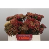 Kaaps Groen Red Brunia Small