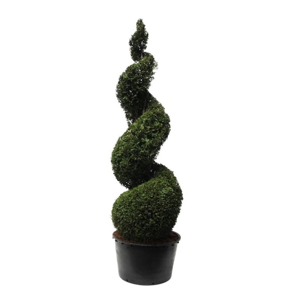 <h4>Thuja pl. 'Martin'</h4>