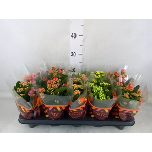 Kalanchoe blos.   ..rosebud mix  5