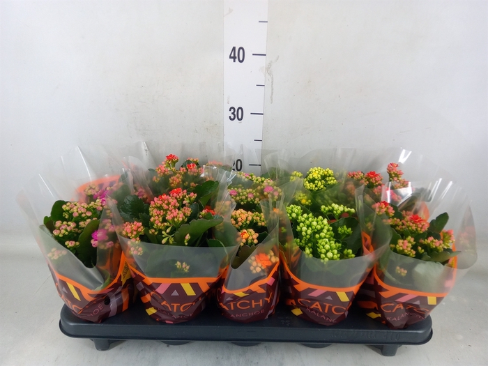 <h4>Kalanchoe blos.   ..rosebud mix  5</h4>