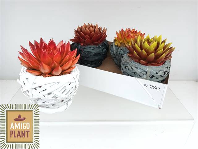 <h4>ARR SUCCULENTEN</h4>