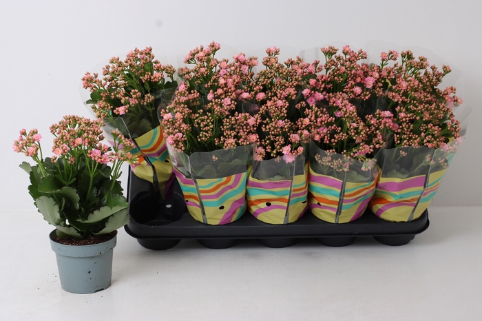 <h4>KAL GE PERFECTA PINK</h4>