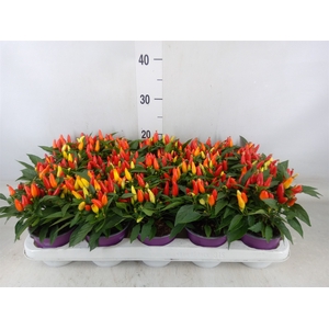 Capsicum annuum 'Salsa Yellow Red'