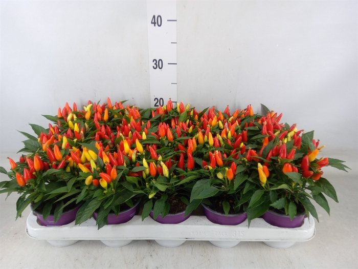 <h4>Capsicum annuum 'Salsa Yellow Red'</h4>