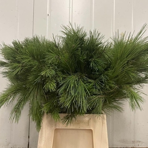 Pinus Strobus Grof 60 Cm