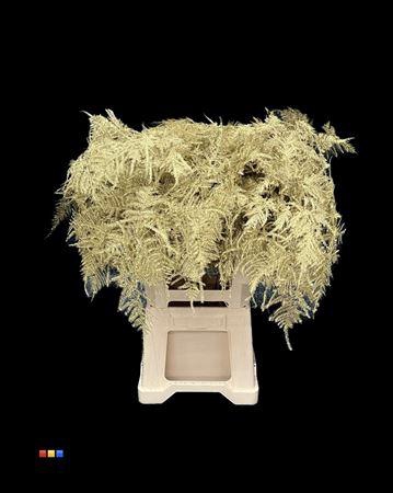 <h4>Asp Extra Gold</h4>