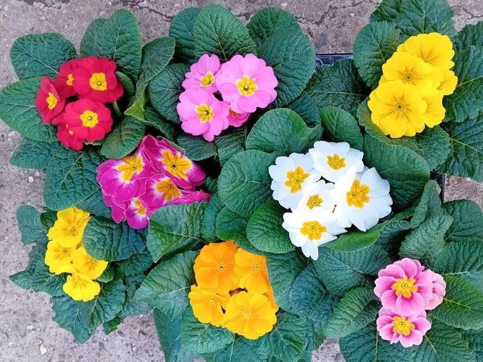 <h4>PRIM AC MIXK</h4>