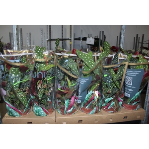 BEGONIA MACULATA P17 PO