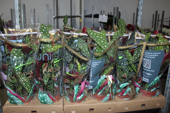 BEGONIA MACULATA P17 PO