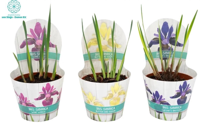 <h4>Iris sibirica</h4>