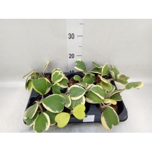 Hoya kerrii
