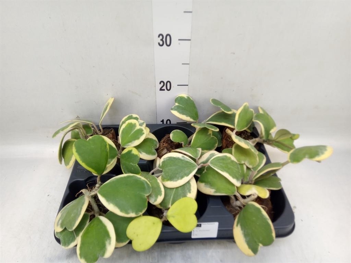 <h4>Hoya kerrii</h4>